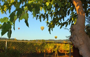 Watch Hot Air Balloons from the Backyard Landing