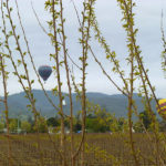 Hot Air Balloons are common sights around the valley