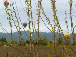 Hot Air Balloons are common sights around the valley