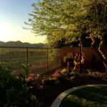 Vineyard View from the Backyard at Sunset