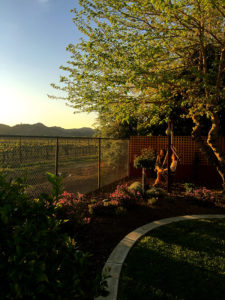 Vineyard View from the Backyard at Sunset