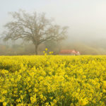 Nearby Napa Valley Mustard Field