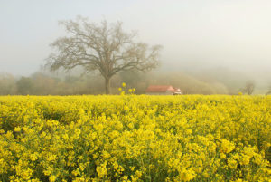 Nearby Napa Valley Mustard Field